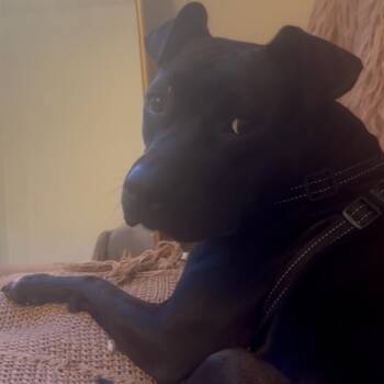 August -  Pit Bull Terrier Dog for Adoption in Philadelphia, Pennsylvania - August | PetCurious