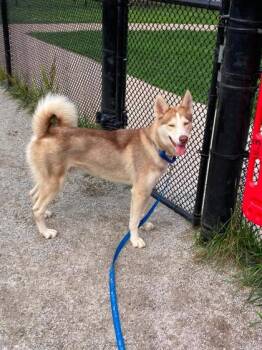 Redmond -  Mixed Breed Dog for Adoption in Fairfax, Virginia - Redmond | PetCurious