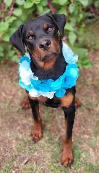 Gary -  Rottweiler Dog for Adoption in Vernon, Texas - Gary | PetCurious