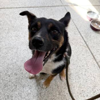 Harvey - Butler Campus -  Shepherd and Border Collie Dog for Adoption in Flagstaff, Arizona - Harvey - Butler Campus | PetCurious