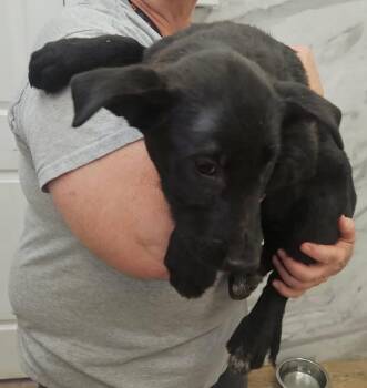 Labrador Retriever and Mixed Breed Dogs Available for Adoption - Jade | PetCurious