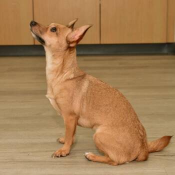 Minnie -  Chihuahua Dog for Adoption in Ottawa, Kansas - Minnie | PetCurious