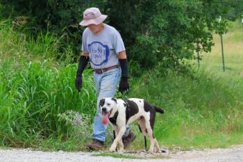 Whiskey -  Great Dane Dog for Adoption in Nocona, Texas - Whiskey | PetCurious