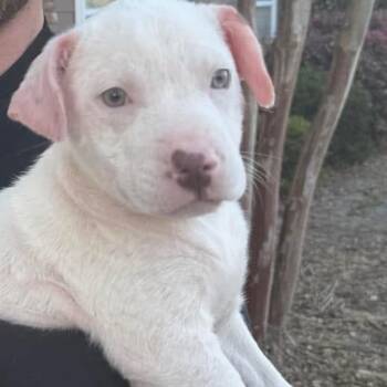 Rescue Mixed Breed Dogs for Adoption in Savannah, Georgia - Good Lookin | PetCurious