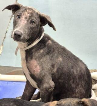 HALL -  Staffordshire Bull Terrier and Mixed Breed Dog for Adoption in Houston, Texas - HALL | PetCurious