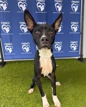 Rescue American Staffordshire Terrier and Mixed Breed Dogs for Adoption in Fort Worth, Texas - Benny | PetCurious