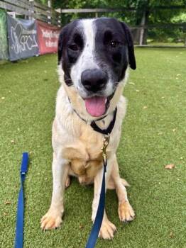 Jase -  Mixed Breed Dog for Adoption in West Chester, Pennsylvania - Jase | PetCurious