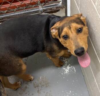 Rottweiler and Shepherd Dogs Available for Adoption in Vancouver, Washington - She-Hulk | PetCurious