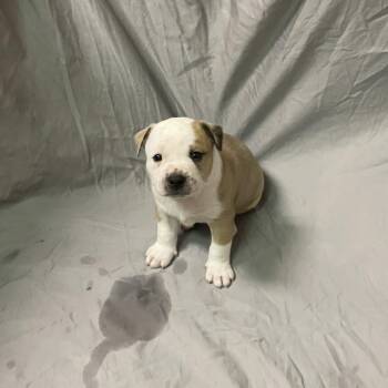 Coffee Jelly -  Cattle Dog and Mixed Breed Dog for Adoption in Austin, Texas - Coffee Jelly | PetCurious