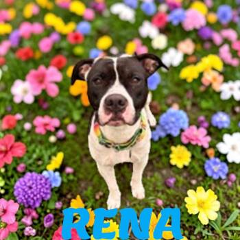 Rena -  American Staffordshire Terrier Dog for Adoption in Brockton, Massachusetts - Rena | PetCurious