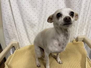 Chihuahua Dogs Available for Adoption in Modesto, California - A611015 | PetCurious