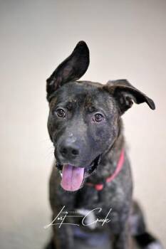 Dab -  Dutch Shepherd and Mixed Breed Dog for Adoption in Kalispell, Montana - Dab | PetCurious