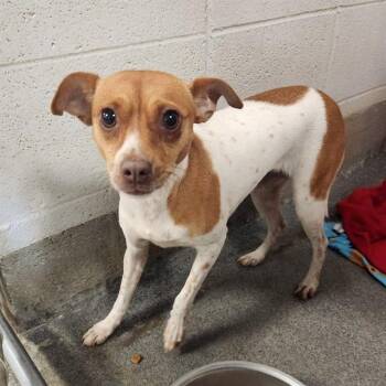 ANGIE -  Chihuahua and Mixed Breed Dog for Adoption - ANGIE | PetCurious