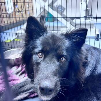 gypsy -  Mixed Breed Dog for Adoption in Bismarck, North Dakota - Gypsy | PetCurious