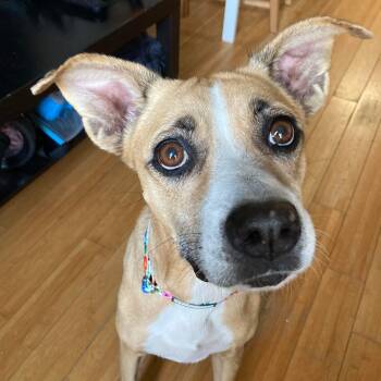 Mocha -  Boxer and German Shepherd Dog Dog for Adoption in Warren, Rhode Island - Mocha | PetCurious