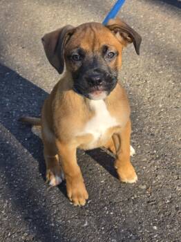 Boxer Dogs Available for Adoption - Venus | PetCurious