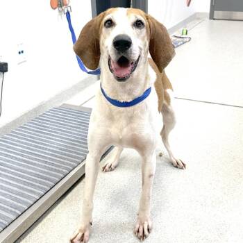 Gus -  Hound and Mixed Breed Dog for Adoption in Franklin, Tennessee - Gus | PetCurious