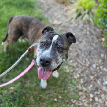 Mixed Breed Dogs Available for Adoption in Greensboro, North Carolina - Tinkerbelle Toes | PetCurious