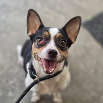 Rescue Rat Terrier and Chihuahua Dogs for Adoption in Mansfield, Texas - Daphne | PetCurious