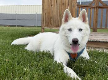 Husky Dogs Available for Adoption in Columbus, Ohio - Hoodwink | PetCurious