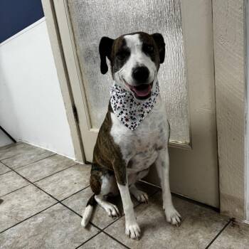 Peppi -  Boxer and Mixed Breed Dog for Adoption in Casa Grande, Arizona - Peppi | PetCurious