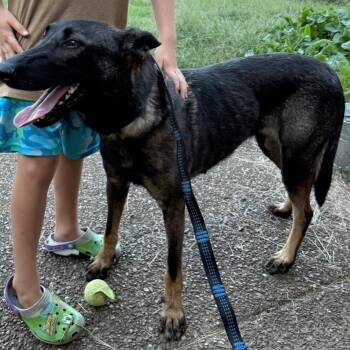 Rescue Belgian Shepherd Malinois Dogs for Adoption in Duck River, Tennessee - Nova | PetCurious