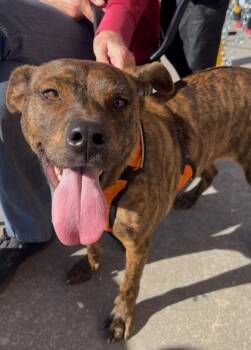 Rescue Labrador Retriever Dogs for Adoption in Clinton, North Carolina - Sandie | PetCurious