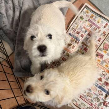 Jace and Opal -  Terrier Dog for Adoption in Canutillo, Texas - Jace And Opal | PetCurious