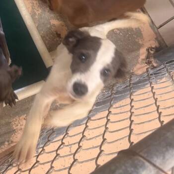 Samson -  Labrador Retriever and Mixed Breed Dog for Adoption in Starkville, Mississippi - Samson | PetCurious