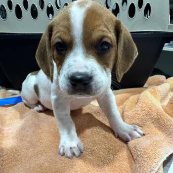 Mixed Breed Dogs Available for Adoption - Arthur | PetCurious