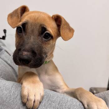 Theodore -  Mixed Breed Dog for Adoption in Las Vegas, Nevada - Theodore | PetCurious