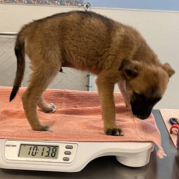 112697 -  Mixed Breed Dog for Adoption in Las Cruces, New Mexico - 112697 | PetCurious