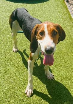 Dory -  Treeing Walker Coonhound Dog for Adoption - Dory | PetCurious