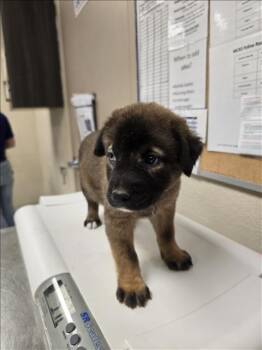 Rescue German Shepherd Dog and Siberian Husky Dogs for Adoption in Conroe, Texas - A420999 | PetCurious