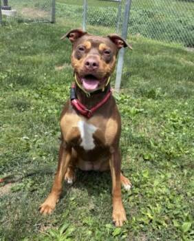 ATHENA -  Rottweiler and Pit Bull Terrier Dog for Adoption in Hagerstown, Maryland - ATHENA | PetCurious