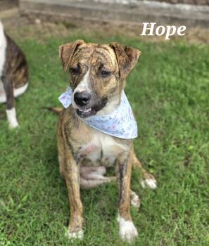 Hope -  Boxer and Labrador Retriever Dog for Adoption in Medfield, Massachusetts - Hope | PetCurious