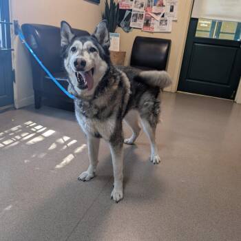 Sasha -  Husky Dog for Adoption in Pasadena, California - Sasha | PetCurious