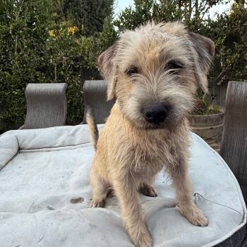 Rescue Standard Schnauzer and American Staffordshire Terrier Dogs for Adoption in Fresno, California - Buck | PetCurious