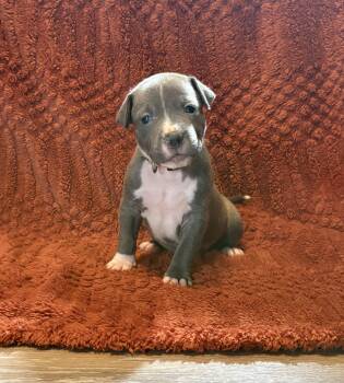 Toffee (Mama Glorias Cozy Cafe Crew Litter) -  Pit Bull Terrier Dog for Adoption in Carmel Hamlet, New York - Toffee (Mama Glorias Cozy Cafe Crew Litter) | PetCurious