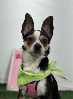 Sancho-One of our Amazing Rescue Dogs -  Corgi and Chihuahua Dog for Adoption in Carlsbad, California - Sancho-One Of Our Amazing Rescue Dogs | PetCurious