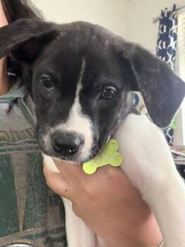 Pit Bull Terrier and Mixed Breed Dogs Available for Adoption in Fort Collins, Colorado - Chip | PetCurious