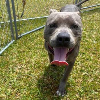 Mixed Breed Dogs Available for Adoption in Volcano, Hawaii - Princess Lea | PetCurious