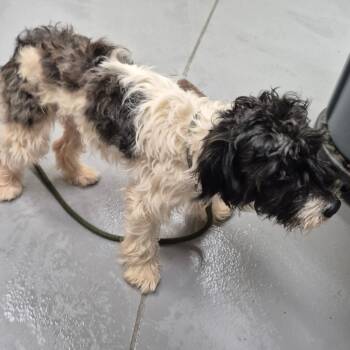 Rescue Mixed Breed Dogs for Adoption in Columbus, Georgia - 10/27/2025-Stray-WinstonRoad | PetCurious