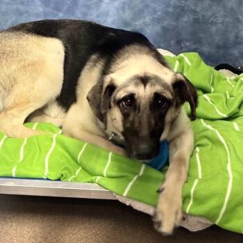 Brutus -  German Shepherd Dog and Mixed Breed Dog for Adoption in South Elgin, Illinois - Brutus | PetCurious