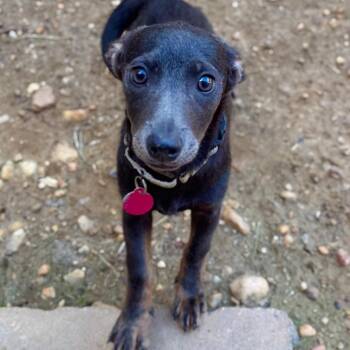 Fleur -  Mixed Breed Dog for Adoption in Fredericksburg, Virginia - Fleur | PetCurious