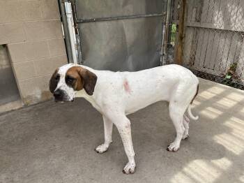 Ginger -  Great Dane Dog for Adoption in Pine Beach, New Jersey - Ginger | PetCurious