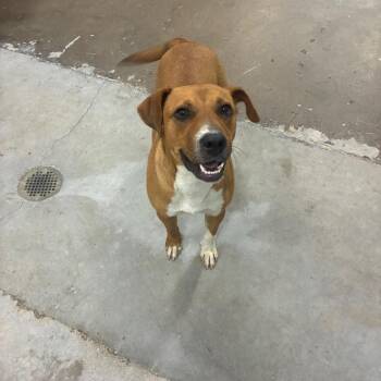 Nutmeg -  Mixed Breed Dog for Adoption in Corbin, Kentucky - Nutmeg | PetCurious