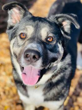 Akita and Husky Dogs Available for Adoption in Social Circle, Georgia - Snook | PetCurious