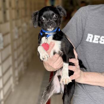 Chihuahua and Puggle Dogs Available for Adoption in Chicago, Illinois - Wiggly | PetCurious