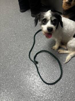 Fiesta -  Terrier and Poodle Dog for Adoption in Greenfield, Indiana - Fiesta | PetCurious